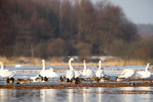 swan on blue lake water in sunny day, swans on pond, nature series