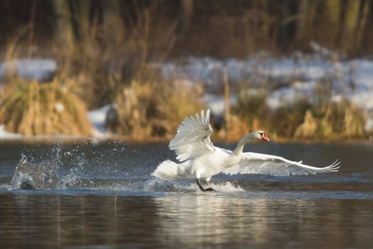 swan on blue lake water in sunny day, swans on pond, nature series