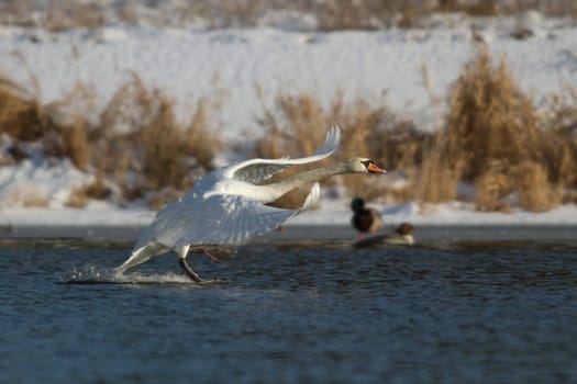 swan on blue lake water in sunny day, swans on pond, nature series