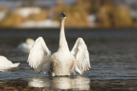swan on blue lake water in sunny day, swans on pond, nature series