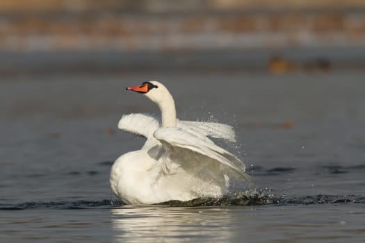 swan on blue lake water in sunny day, swans on pond, nature series