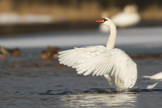 swan on blue lake water in sunny day, swans on pond, nature series