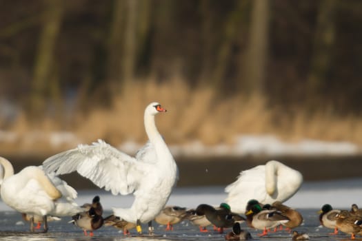 swan on blue lake water in sunny day, swans on pond, nature series