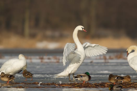 swan on blue lake water in sunny day, swans on pond, nature series