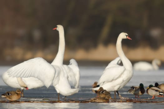 swan on blue lake water in sunny day, swans on pond, nature series