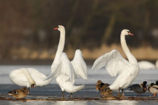 swan on blue lake water in sunny day, swans on pond, nature series
