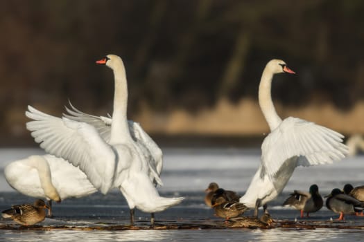swan on blue lake water in sunny day, swans on pond, nature series
