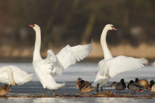 swan on blue lake water in sunny day, swans on pond, nature series