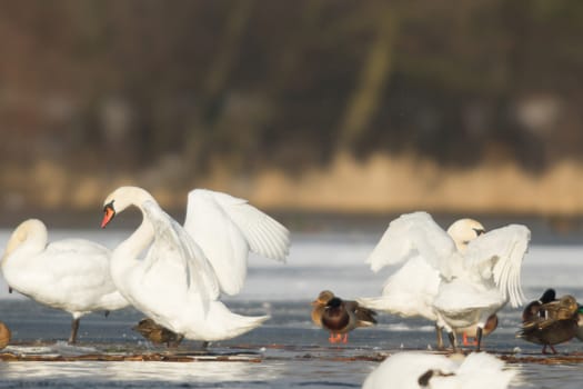 swan on blue lake water in sunny day, swans on pond, nature series