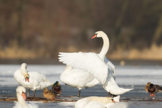 swan on blue lake water in sunny day, swans on pond, nature series