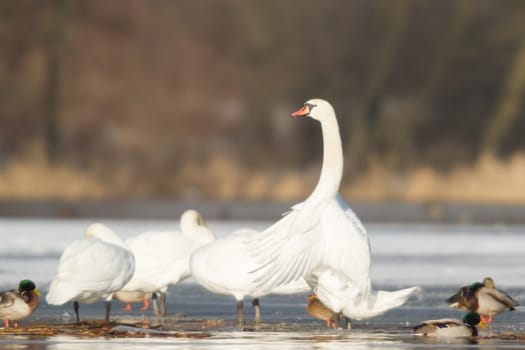 swan on blue lake water in sunny day, swans on pond, nature series