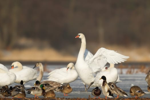 swan on blue lake water in sunny day, swans on pond, nature series