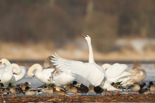 swan on blue lake water in sunny day, swans on pond, nature series