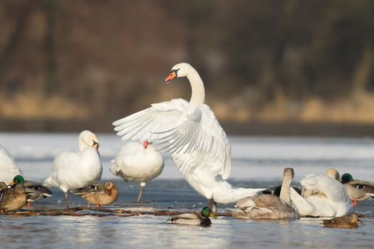 swan on blue lake water in sunny day, swans on pond, nature series