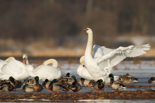 swan on blue lake water in sunny day, swans on pond, nature series
