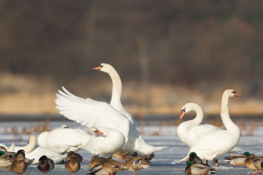 swan on blue lake water in sunny day, swans on pond, nature series