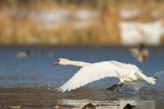 swan on blue lake water in sunny day, swans on pond, nature series