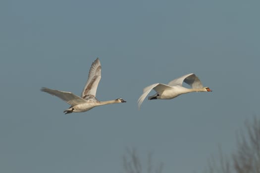 swan on blue lake water in sunny day, swans on pond, nature series