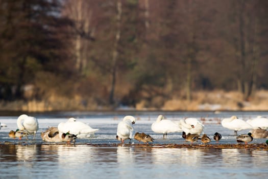 swan on blue lake water in sunny day, swans on pond, nature series