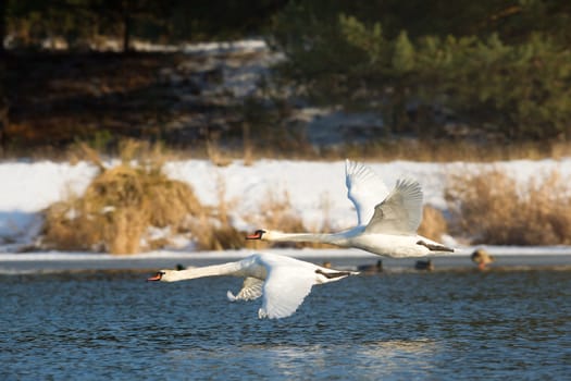 swan on blue lake water in sunny day, swans on pond, nature series
