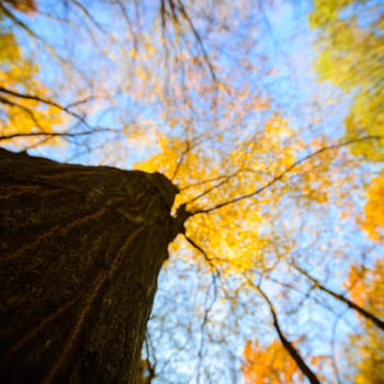 old big tree on color background with blue sky, nature series