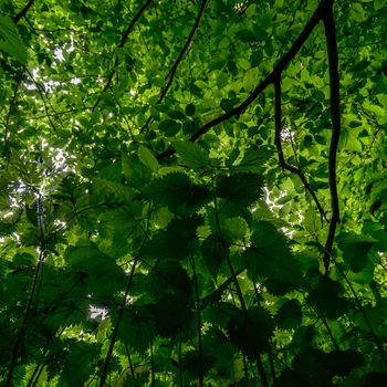 plants for natural background, nature series