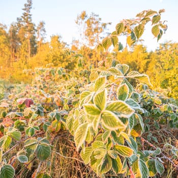 frozen wild plants for natural background, nature series
