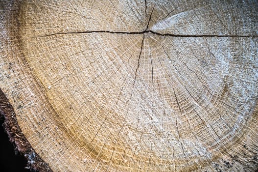 old wood texture for background, nature series