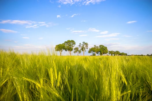 agricultural field, nature and agriculture farming series