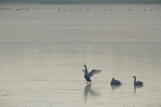 many birds in their natural habitat, nature series