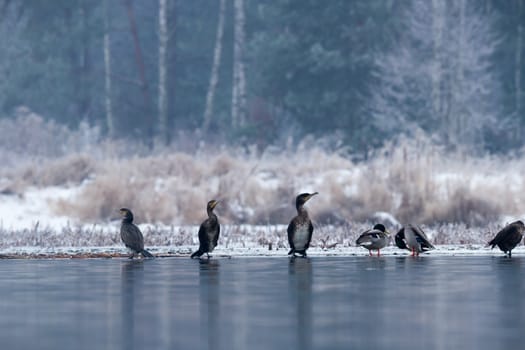 many birds in their natural habitat, nature series