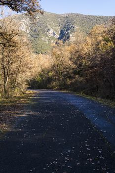 Leaves on an Road in the autumnal forest with trees