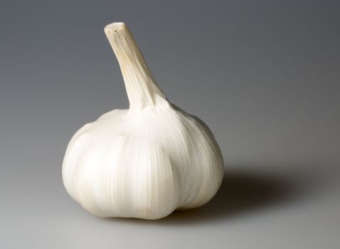 Garlic Bulb Close Up on grey background.