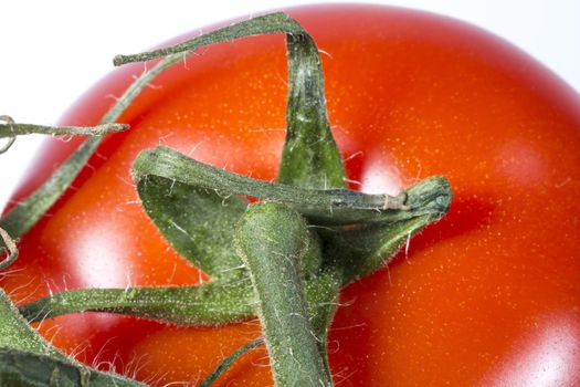 Tomato Vine Close Up Macro image.