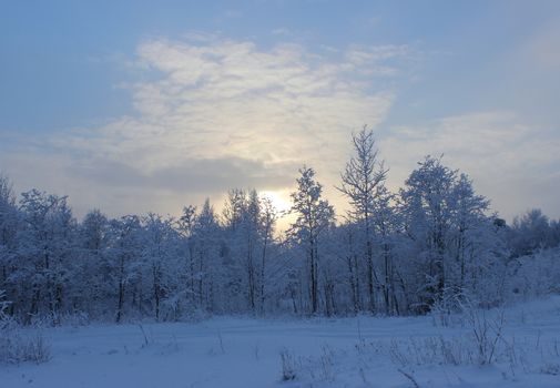 Winter forest after a snowfall on Christmas in the dead of winter.