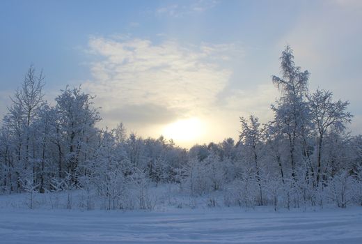 Winter forest after a snowfall on Christmas in the dead of winter.