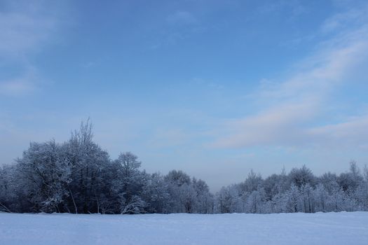 Winter forest after a snowfall on Christmas in the dead of winter.