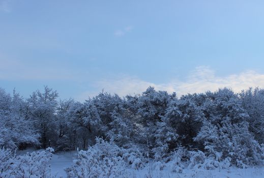 Winter forest after a snowfall on Christmas in the dead of winter.