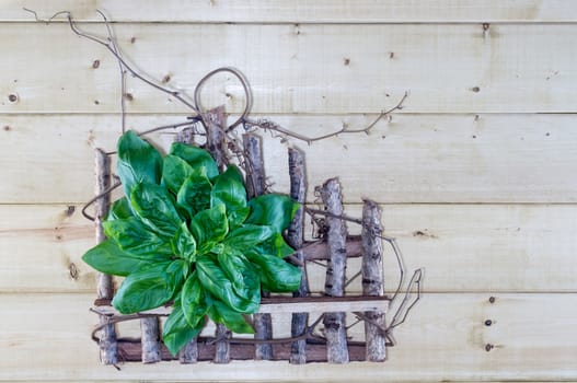 Fresh basil leaves bouquet on rustic background