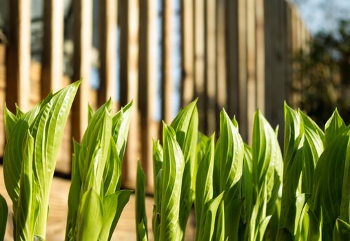 Hosta plants emerging in early Spring
