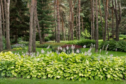Lush blooming hosta plants in park-like back yard