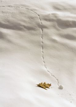 Tiny snowball track and single oak leaf