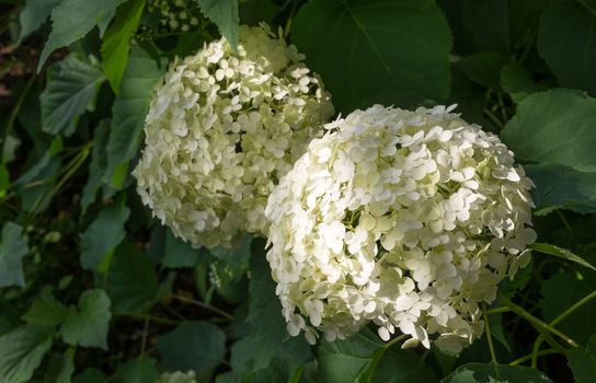 White Guelder Rose blossoms