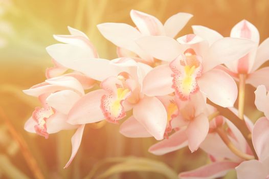 cymbidium sp with flare light
