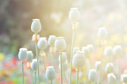 poppy capsule in poppy garden with flare light
