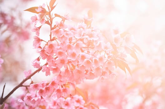 beautiful wild himalayan cherry flower ( Prunus cerasoides ) with flare light