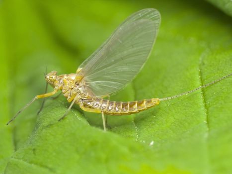 A close up of the mayfly on leaf