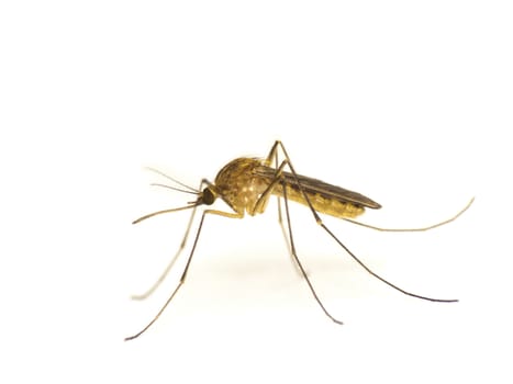 Mosquito isolated on white background