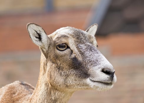 Portrait females mouflon (Ovis musimon)