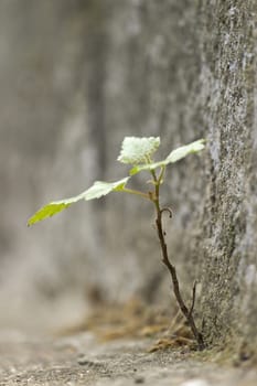 Young plants growing from the corner of the concrete paths.Shallow depth of field.